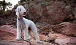 Bedlington terrier (fotó): kutya a juh shkure